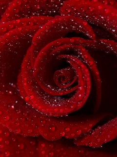 Красная роза обои