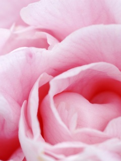 Розовый цветок обои