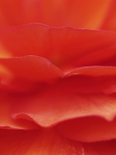 Лепестки красного цветка обои