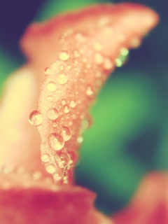 Капли росы на лепестке обои