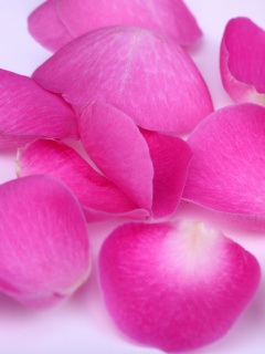 Лепестки розы обои