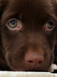 Пушистый шоколадка обои