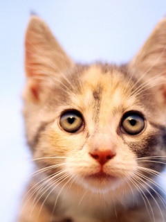 Фото кота обои