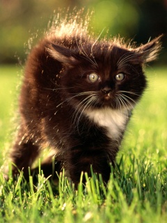 Кот воитель обои