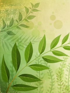 Веточка молодых листьев обои