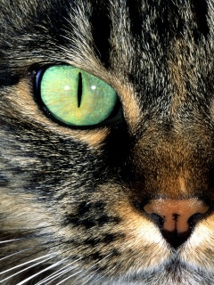 Кошачья морда обои
