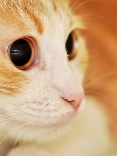 Кот с большими глазами обои