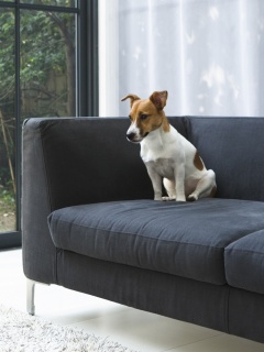 Пес на диване обои