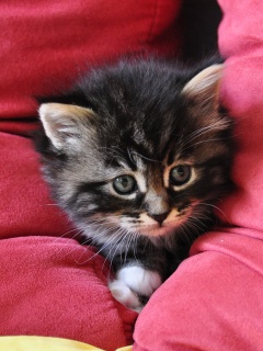 Котенок в подушках обои