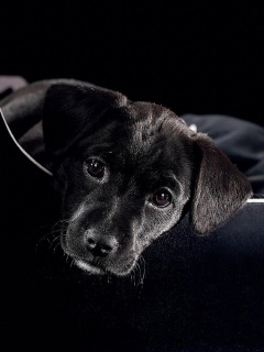 Собачка в сумке обои