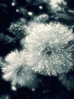 Сказочный цветок обои