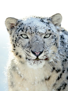 Снежный леопард обои