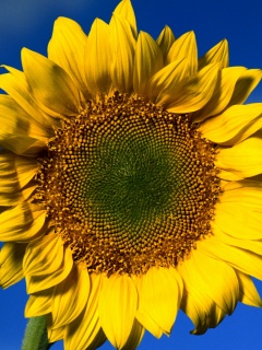 Солнечный цветок обои