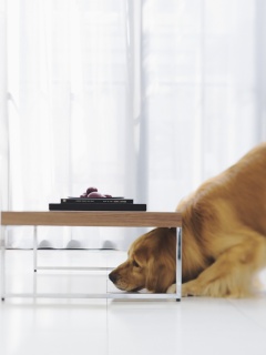 Большая собака под маленький столик обои