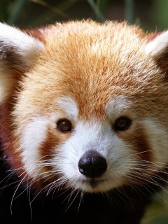 Красная панда обои