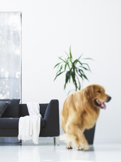 Собака в быту обои