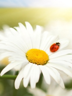 Божья коровка обои