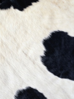 Шкура коровы обои