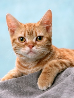 Котеночек обои