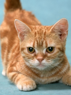 Котенок обои