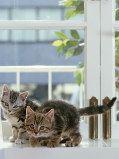 Милые котята обои