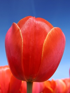 Тюльпан обои