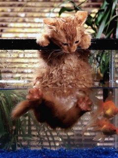 Мокрая киска обои