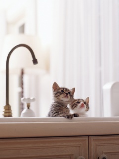 Два котенка обои