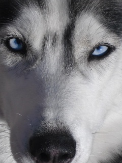 Собака с голубыми глазами обои