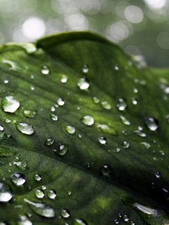 Роса на листке обои