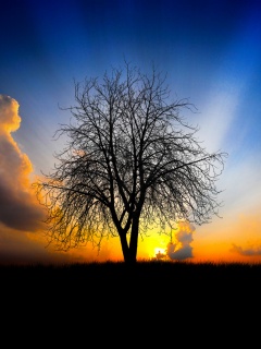 Дерево на закате обои