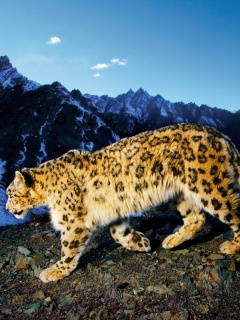 Леопард обои