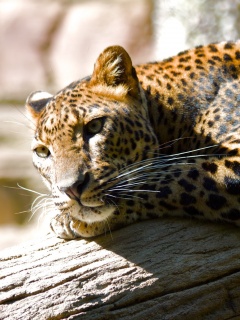 Отдых леопарда обои