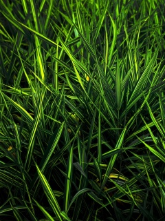 Дикая трава обои