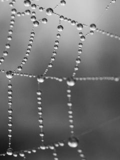 Капли на паутине обои