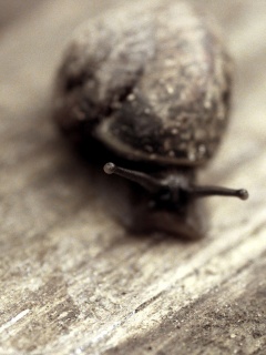 Улитка на ветке обои