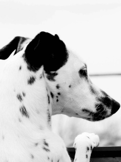 Долматинец смотрит вдаль обои