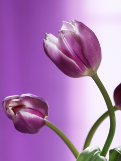 Сиреневые цветы обои