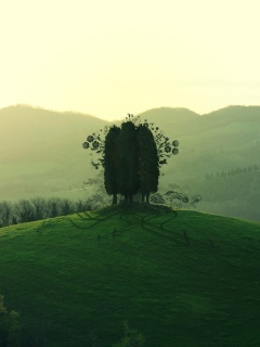 Деревья на холме обои