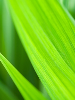 Идеальный кусочек зелени обои