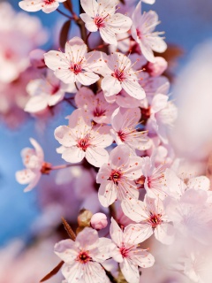 Цветение вишни обои