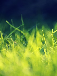 Играя солнечным светом обои