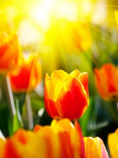 Солнечные тюльпаны обои