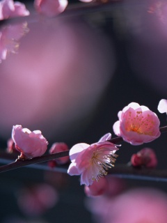 Цветущая вишня обои