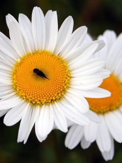 Ромашки обои