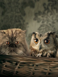 Чужой среди своих обои