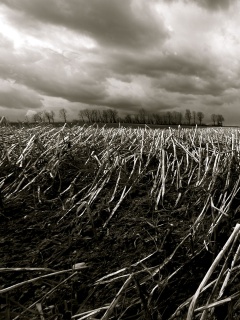 Убранное поле обои