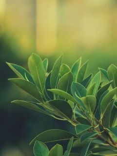 Листья обои