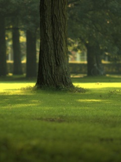 Ствол дерева обои