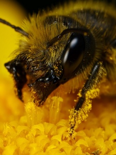 Пчела крупным планом обои